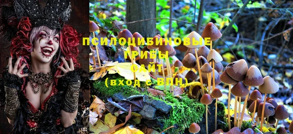 стаф Богданович